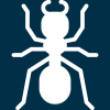 ant